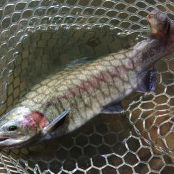 難しいぞ、大安トラウトレイク